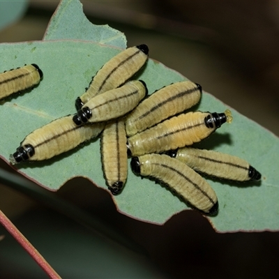 Paropsisterna cloelia (Eucalyptus variegated beetle) at Lawson, ACT - 12 Mar 2025 by AlisonMilton