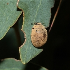 Trachymela sp. (genus) (Brown button beetle) at Lawson, ACT - 12 Mar 2025 by AlisonMilton