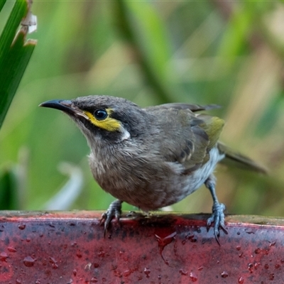 Caligavis chrysops at Wallaroo, NSW - Yesterday by Jek