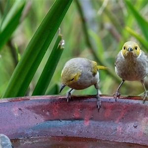 Ptilotula penicillata (White-plumed Honeyeater) at Wallaroo, NSW - 19 Mar 2025 by Jek