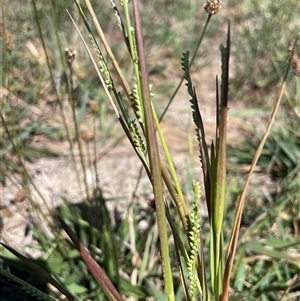 Paspalidium distans (Spreading Panic Grass) at Harrison, ACT - 17 Mar 2025 by brunonia