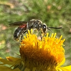 Lasioglossum (Parasphecodes) sp. (genus & subgenus) (Halictid bee) at Palerang, NSW - 19 Mar 2025 by Pirom