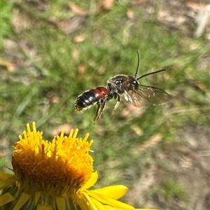 Lasioglossum (Parasphecodes) sp. (genus & subgenus) at Palerang, NSW - 19 Mar 2025 01:24 PM