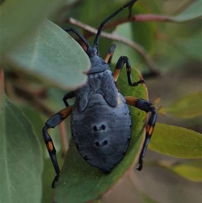 Amorbus robustus (Eucalyptus Tip-wilter Bug) at Quialigo, NSW - 19 Mar 2025 by clarehoneydove