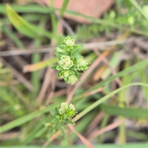 Asperula conferta (Common Woodruff) at Quialigo, NSW - 19 Mar 2025 by clarehoneydove