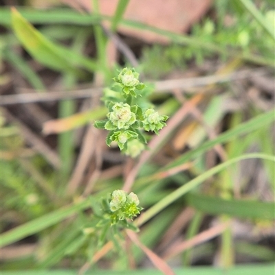 Asperula conferta (Common Woodruff) at Quialigo, NSW - 19 Mar 2025 by clarehoneydove