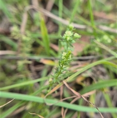 Asperula conferta at Quialigo, NSW - 19 Mar 2025 05:50 PM