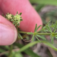 Asperula conferta at Quialigo, NSW - 19 Mar 2025 05:50 PM
