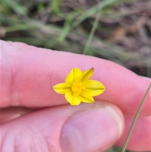 Tricoryne elatior (Yellow Rush Lily) at Quialigo, NSW - 19 Mar 2025 by clarehoneydove