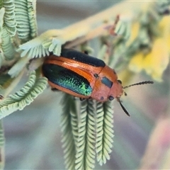 Calomela curtisi (Acacia leaf beetle) at Bungendore, NSW - 18 Mar 2025 by clarehoneydove