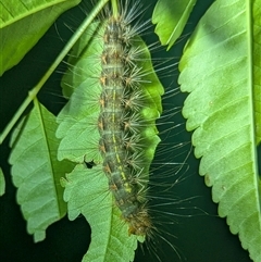 Leptocneria reducta (White Cedar Moth) by HelenCross