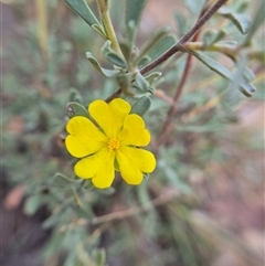 Hibbertia obtusifolia (Grey Guinea-flower) by clarehoneydove