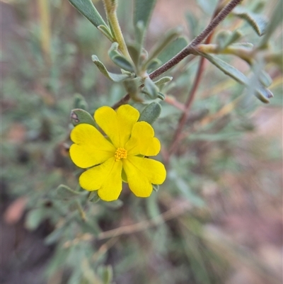 Hibbertia obtusifolia (Grey Guinea-flower) by clarehoneydove