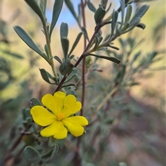 Hibbertia obtusifolia at Bungendore, NSW - suppressed