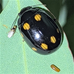 Paropsisterna octosignata (Eucalyptus leaf beetle) by HelenCross