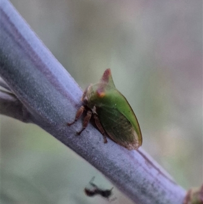 Sextius virescens (Acacia horned treehopper) at Bungendore, NSW by clarehoneydove