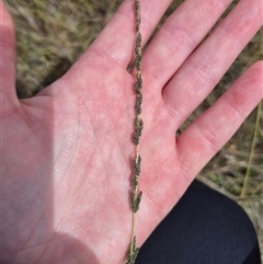 Sporobolus creber (Slender Rat's Tail Grass) at Currawang, NSW - 11 Mar 2025 by clarehoneydove