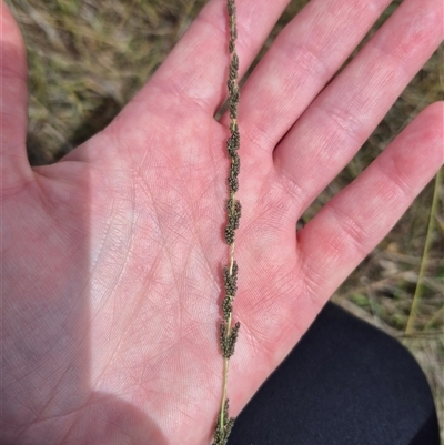 Sporobolus creber (Slender Rat's Tail Grass) at Currawang, NSW - 11 Mar 2025 by clarehoneydove