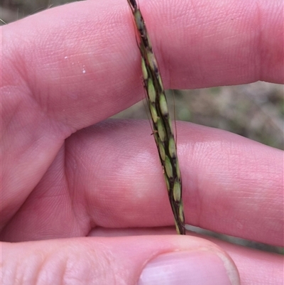 Bothriochloa macra (Red Grass, Red-leg Grass) at Currawang, NSW - 11 Mar 2025 by clarehoneydove