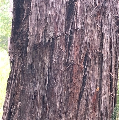 Eucalyptus tindaliae at Kungala, NSW - 18 Mar 2025 by donnanchris