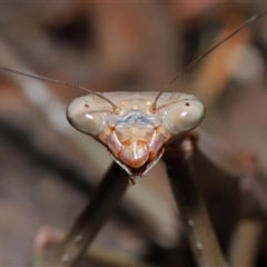 Archimantis sp. (genus) at Yarralumla, ACT - 18 Mar 2025 by TimL