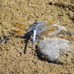 Orthetrum caledonicum (Blue Skimmer) at Kiama Heights, NSW - 19 Mar 2025 by plants