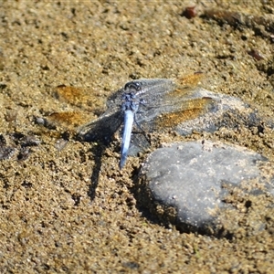 Orthetrum caledonicum at Kiama Heights, NSW - 19 Mar 2025 10:24 PM