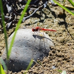 Diplacodes haematodes (Scarlet Percher) at Kiama Heights, NSW - 19 Mar 2025 by plants