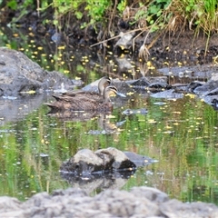 Anas superciliosa (Pacific Black Duck) at Kiama Heights, NSW - 19 Mar 2025 by plants