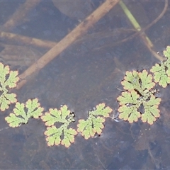 Azolla rubra (Red Water Fern) at Kiama Heights, NSW - 19 Mar 2025 by plants