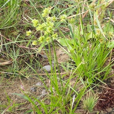 Cyperus eragrostis (Umbrella Sedge) at Kiama Heights, NSW - 19 Mar 2025 by plants