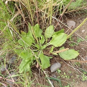 Plantago major (Greater Plantain) at Kiama Heights, NSW - 19 Mar 2025 by plants