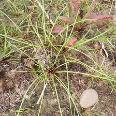 Isolepis prolifera at Kiama Heights, NSW - 19 Mar 2025 by plants