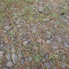 Paspalum distichum (Water Couch) at Kiama Heights, NSW - 19 Mar 2025 by plants