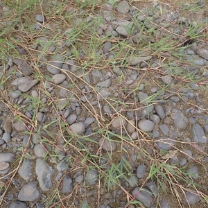 Paspalum distichum at Kiama Heights, NSW - 19 Mar 2025 12:51 PM