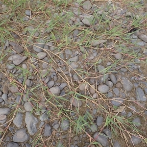 Paspalum distichum (Water Couch) at Kiama Heights, NSW - 19 Mar 2025 by plants