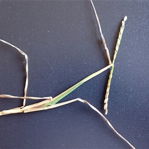 Paspalum distichum at Kiama Heights, NSW - 19 Mar 2025 12:51 PM