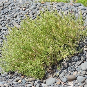 Cakile edentula at Kiama Heights, NSW - 19 Mar 2025 10:59 AM