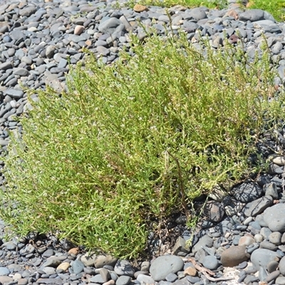 Cakile edentula (American Sea Rocket) at Kiama Heights, NSW - 19 Mar 2025 by plants