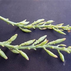 Cakile edentula at Kiama Heights, NSW - 19 Mar 2025 10:59 AM