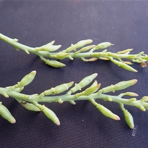 Cakile edentula at Kiama Heights, NSW - 19 Mar 2025 10:59 AM