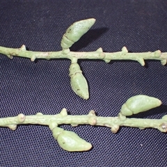 Cakile maritima (Sea Rocket) at Kiama Heights, NSW - 19 Mar 2025 by plants