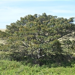 Ficus macrophylla (Moreton Bay Fig) at Kiama Heights, NSW - 19 Mar 2025 by plants