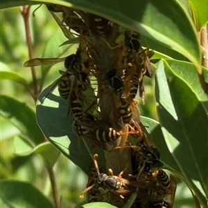 Polistes (Polistes) chinensis at Orangeville, NSW - 17 Mar 2025 03:36 PM