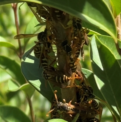 Polistes (Polistes) chinensis (Asian paper wasp) at Orangeville, NSW - 17 Mar 2025 by belleandjason