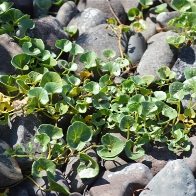 Calystegia soldanella (Sea Bindweed) at Kiama Heights, NSW - 19 Mar 2025 by plants