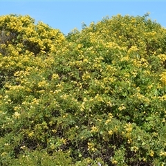 Senna pendula var. glabrata (Easter Cassia) at Kiama Heights, NSW - 19 Mar 2025 by plants