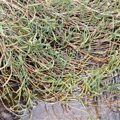 Salicornia quinqueflora (Bearded Samphire) at Kiama Heights, NSW - 19 Mar 2025 by plants