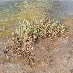 Salicornia quinqueflora at Kiama Heights, NSW - 19 Mar 2025 08:43 AM