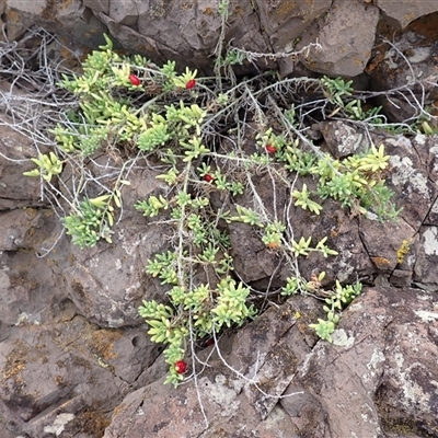 Enchylaena tomentosa var. tomentosa (Ruby Saltbush) at Kiama Heights, NSW - 19 Mar 2025 by plants